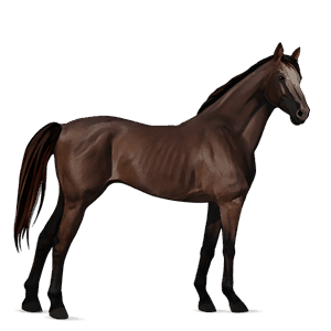 cheval de selle lusitanien alezan brûlé