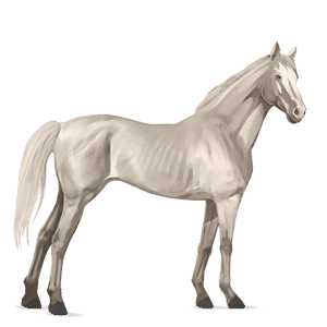 cheval de selle pur-sang anglais gris clair