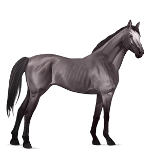 cheval de selle pur-sang anglais gris pommelé