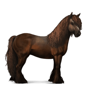 cheval de selle lusitanien noir