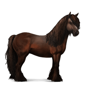 cheval de selle hackney bai brûlé
