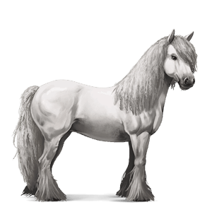 cheval de selle tinker noir