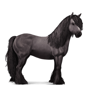 cheval de selle tinker noir