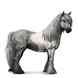 cheval de selle tinker pie tobiano gris pommelé