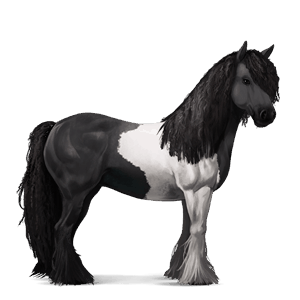 cheval de selle quarter horse noir