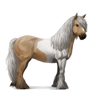cheval de selle paint horse pie tovero palomino