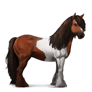 cheval de selle quarter horse alezan brûlé
