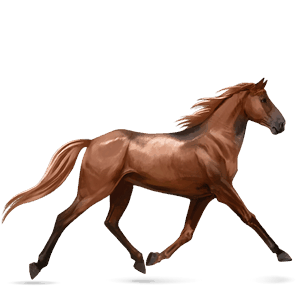 cheval de selle quarter horse bai cerise
