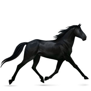 cheval de selle trotteur orlov noir