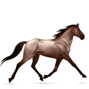 cheval de selle arabe rouan