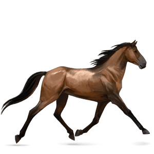 cheval de selle akhal-téké rouan