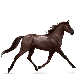 cheval de selle brumby alezan brûlé