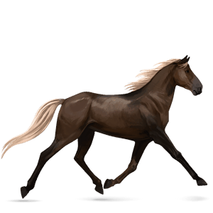 cheval de selle quarter horse aubère