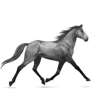 cheval de selle quarter horse gris pommelé