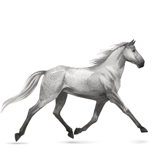 cheval de selle camargue gris pommelé