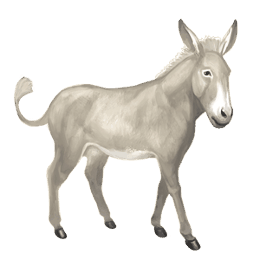 Âne Âne commun blanc