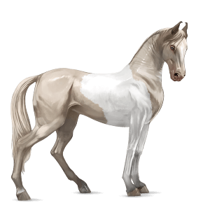 cheval de selle marwari alezan brûlé