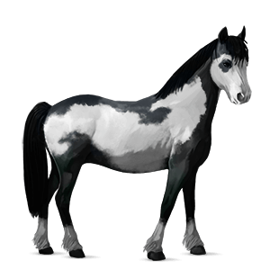 poney alezan