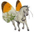 cheval de selle marwari bai brûlé