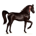 cheval de trait drum horse pie noir tobiano