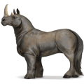 cheval sauvage rhinocéros