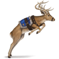cheval divin dasher