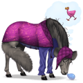 poney shetland rouan