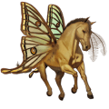 cheval de selle marwari bai