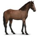 cheval sauvage cheval de namibie