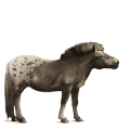 pégase de trait percheron gris pommelé