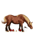 poney poney de selle belge aubère