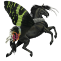 cheval de selle marwari bai cerise