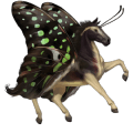 cheval de selle spotted bai