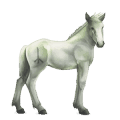 cheval divin greyfell   9