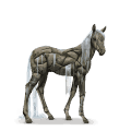 cheval de l'eau source