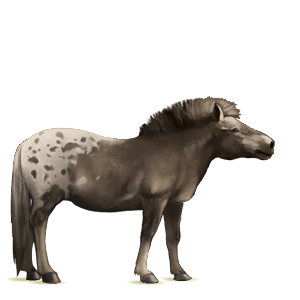 cheval de selle criollo argentin gris pommelé