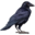 compagnon-raven_v1727790604.png