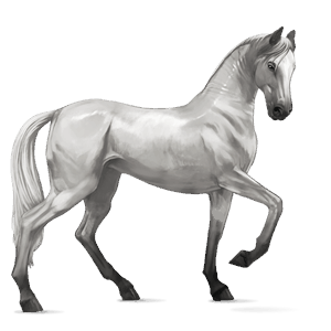 cheval de selle akhal-téké gris clair