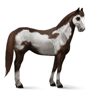 cheval de selle quarter horse bai brûlé