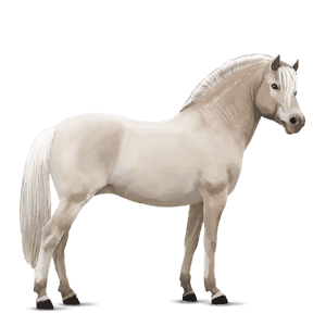 poney kerry bog pie tobiano gris souris