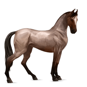 cheval de selle quarter horse aubère