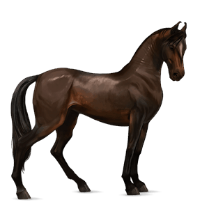 cheval de selle quarter horse alezan brûlé