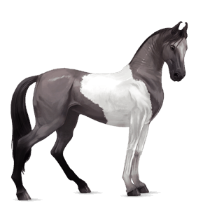 cheval de selle frison noir