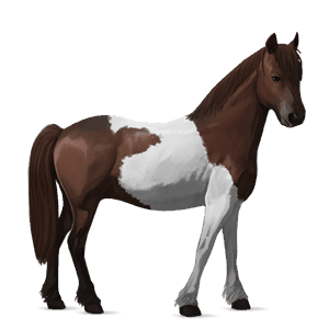 poney highland pony alezan brûlé