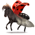 cheval sauvage coccinelle