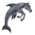 cheval sauvage dauphin