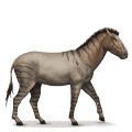 cheval préhistorique hippidion