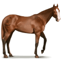 cheval sauvage cheval de l'île shackleford