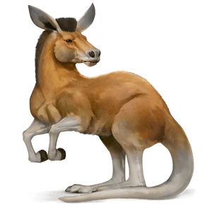 cheval sauvage kangourou