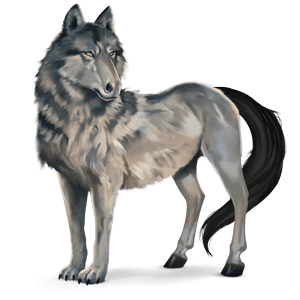 cheval sauvage loup